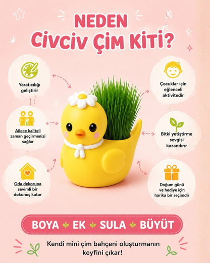 Civciv Çim Yetiştirme Kiti
